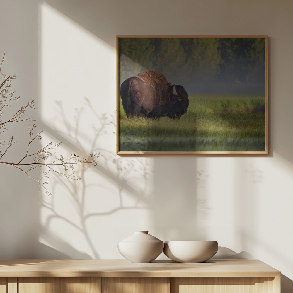 Bison i morgonljus | Poster