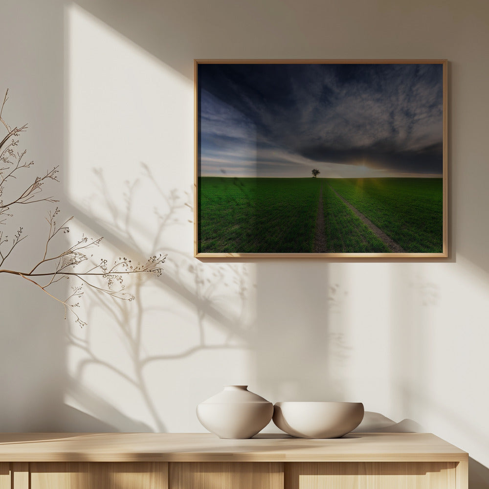 Ensamvarg i solen | Poster