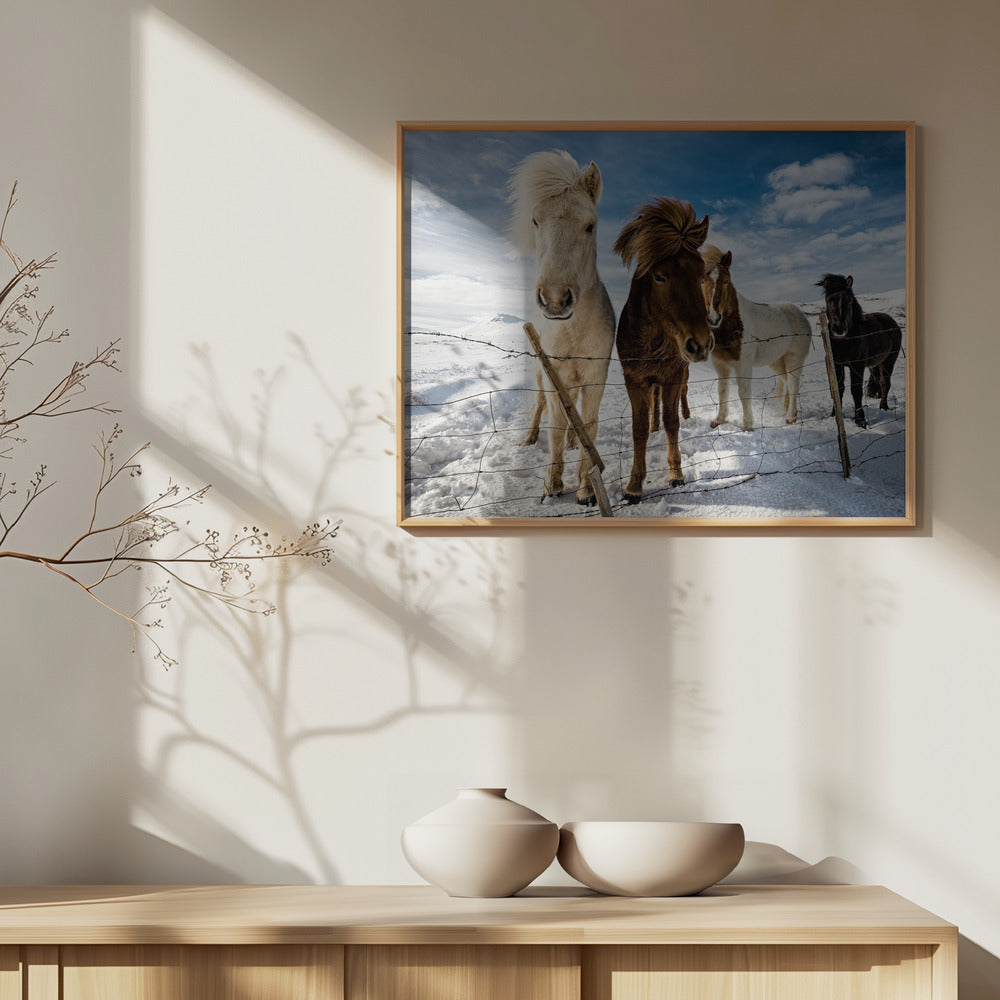Isländsk frisyr | Poster