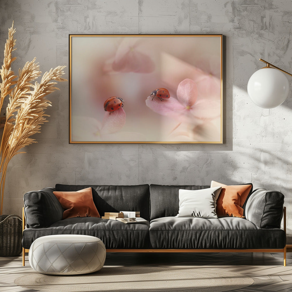 Nyckelpigor på rosa hortensia. | Poster