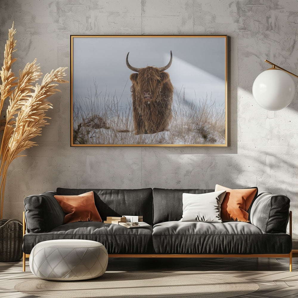 Högländare i snö | Poster
