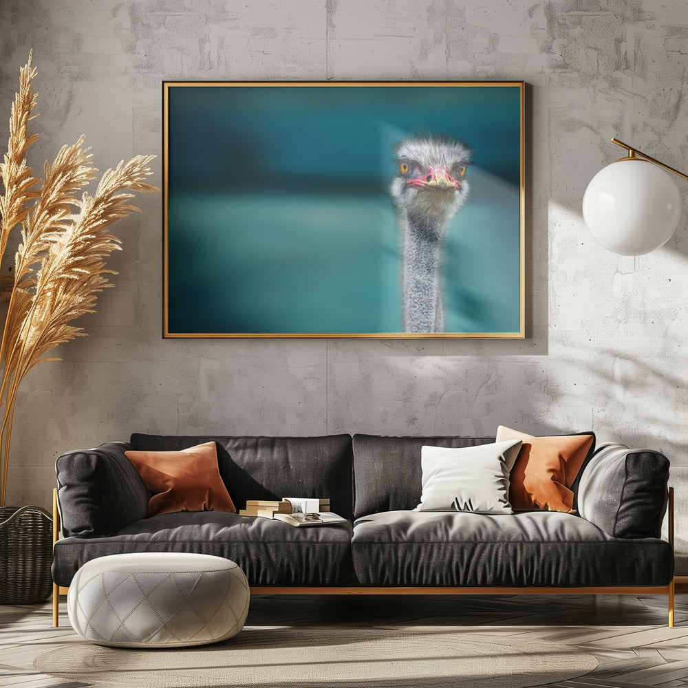 Ostrich Protecting two Poor Chicken from the Wind | Poster