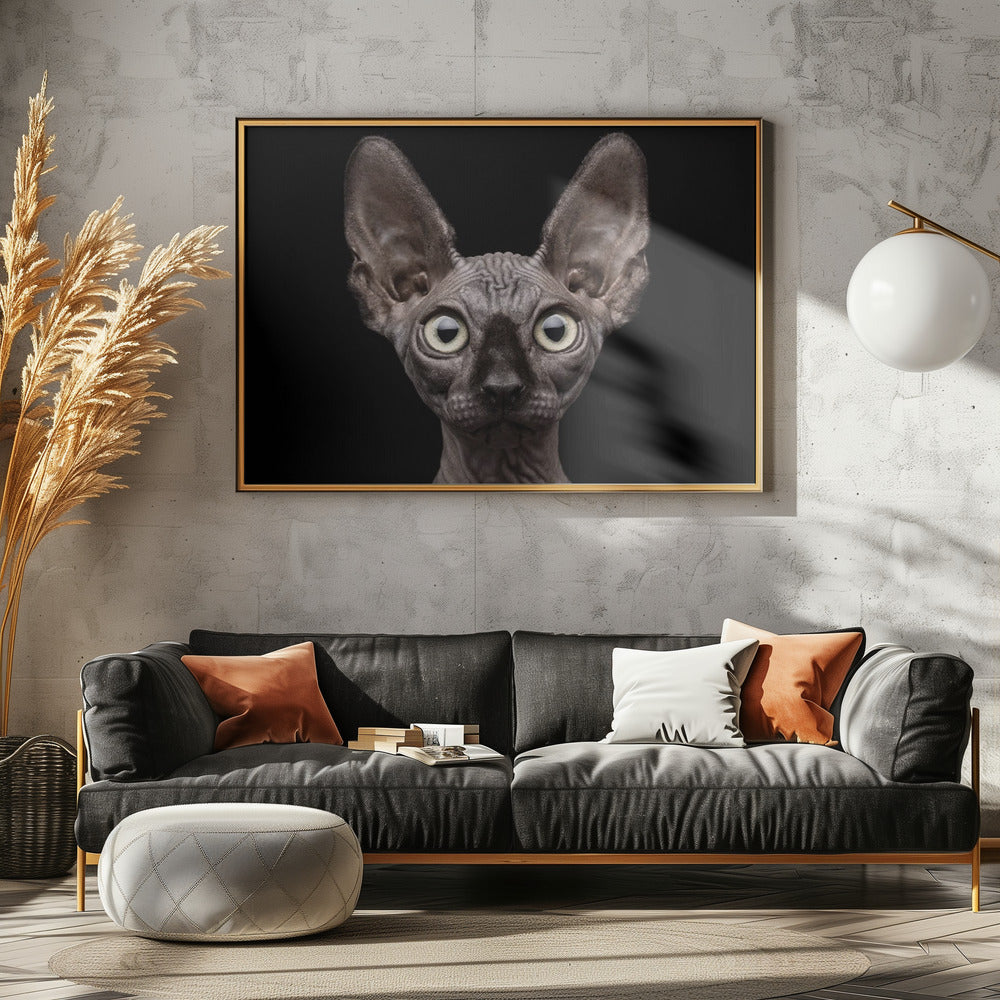 Sphynx katt | Poster