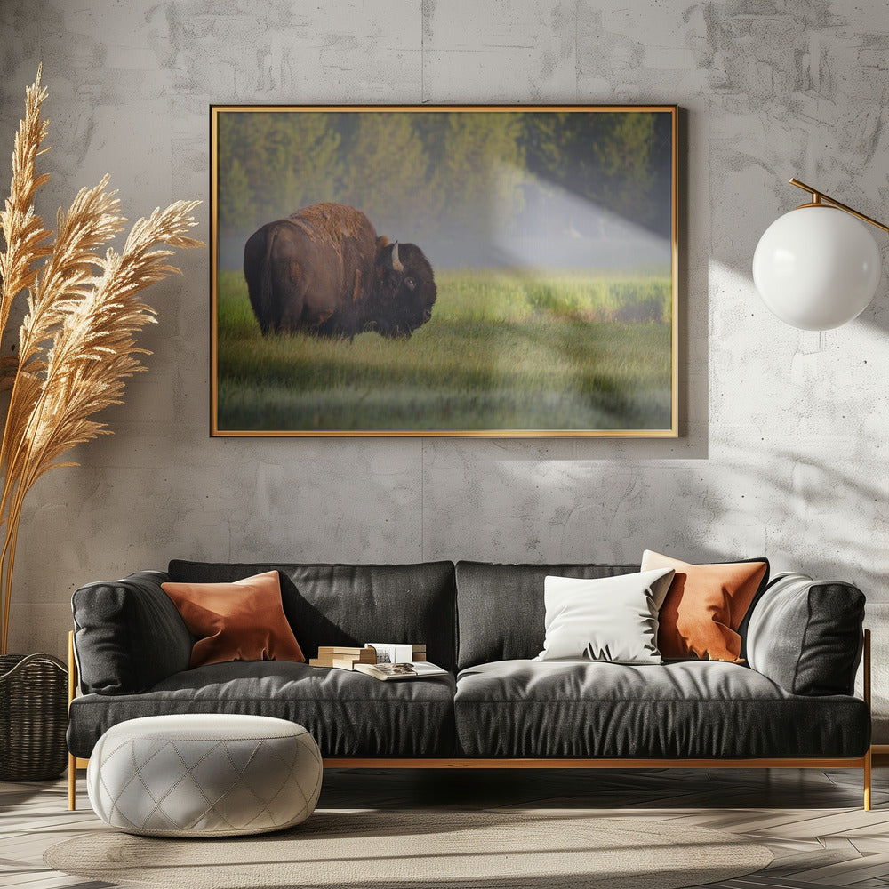 Bison i morgonljus | Poster