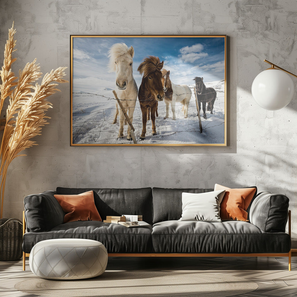 Isländsk frisyr | Poster
