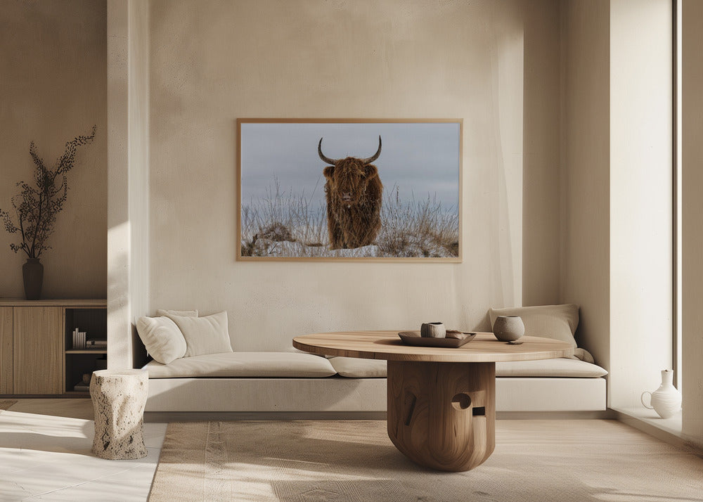 Högländare i snö | Poster