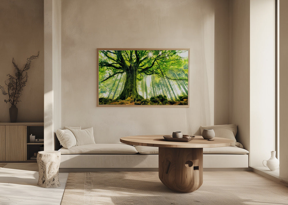 Ponthus' Beech | Poster
