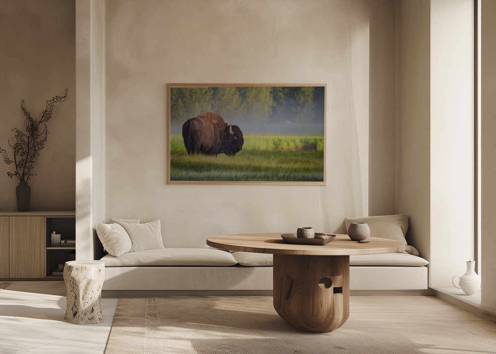 Bison i morgonljus | Poster