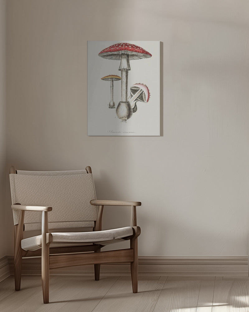 Amanita Muscaria Illustration. Medicinsk botanik 1836 | Duk