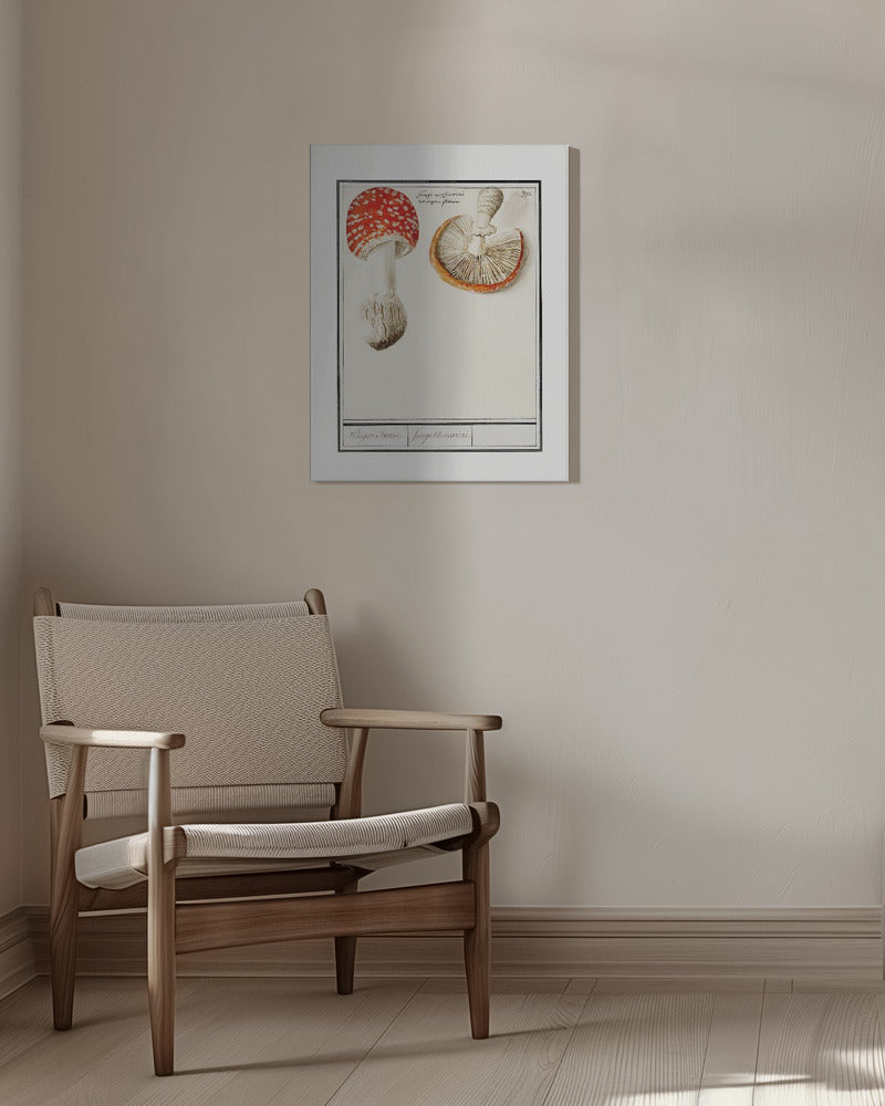 Flugsvamp, Amanita Muscaria | Duk