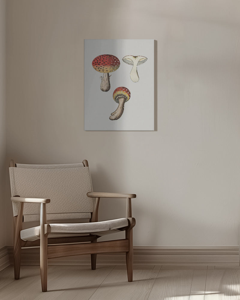 Handritad flugsvamp | Canvastavla