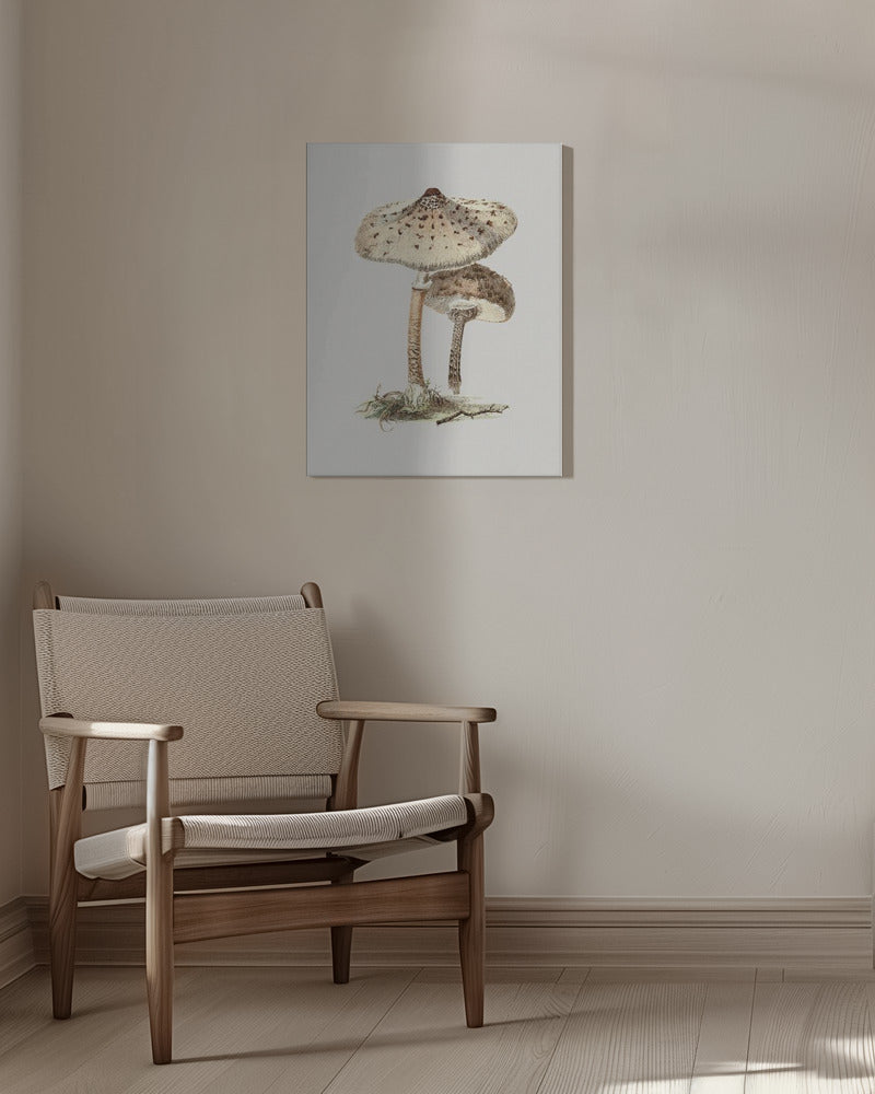 Handritad parasollsvamp | Canvas