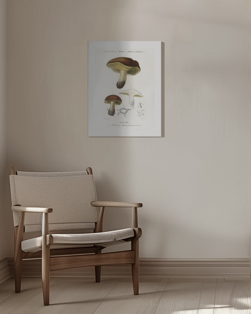 Svamp (boletus Circinans) | Duk