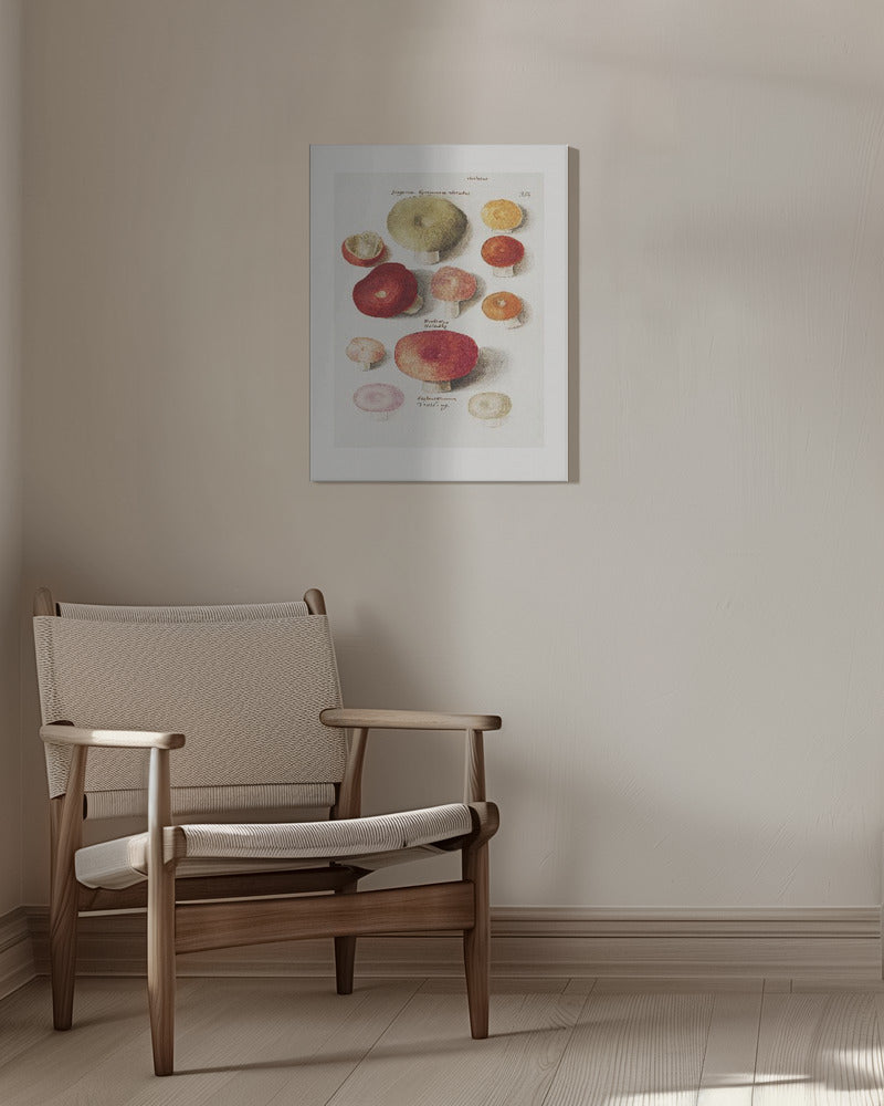 Boleten, Boletales Stående | Duk