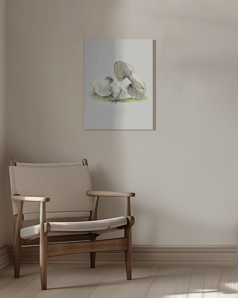 Handritad hästsvamp stående | Canvastavla