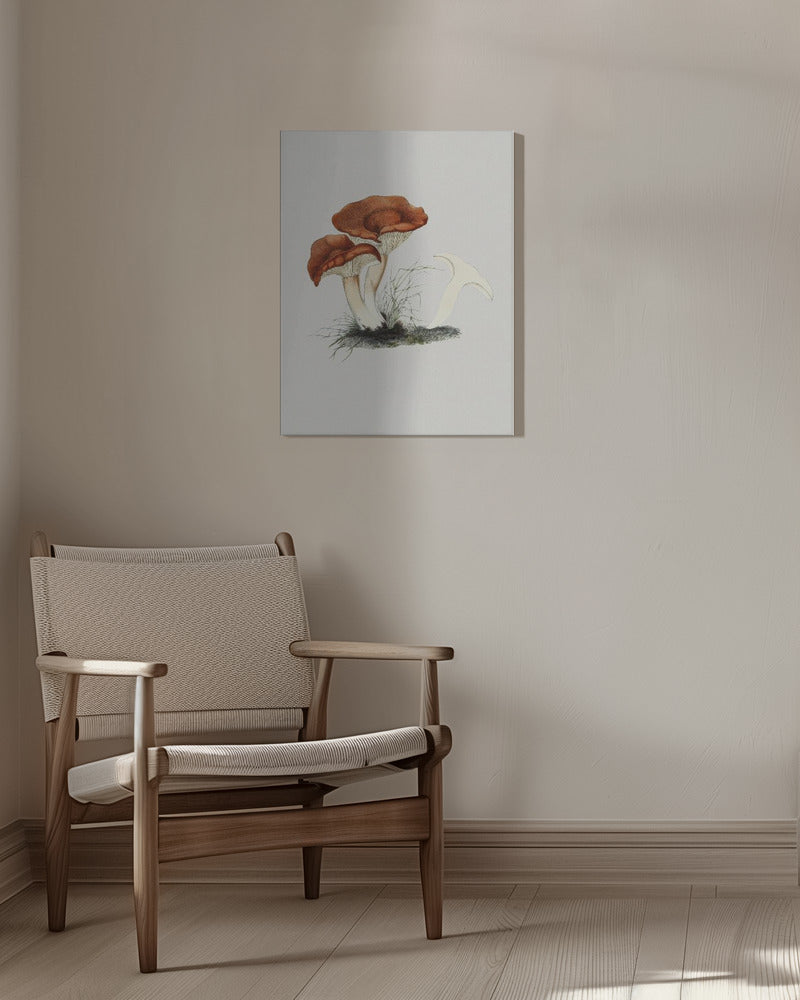 Handritad rödbrun mjölkhattsvamp | Canvastavla