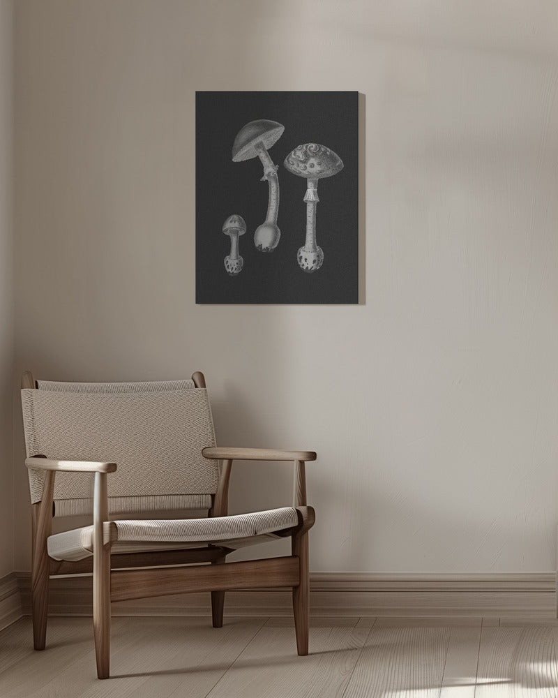 Amanita Muscaria Black Backgound BW | Duk