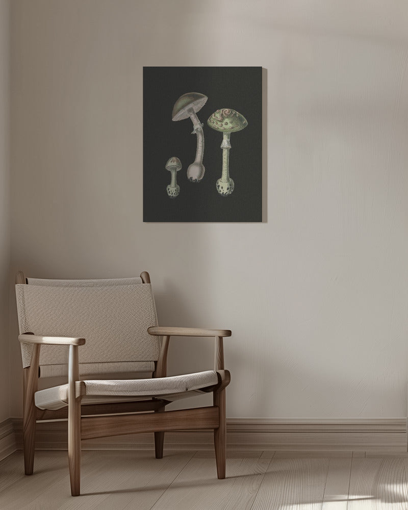 Amanita Muscaria mörk bakgrund | Duk