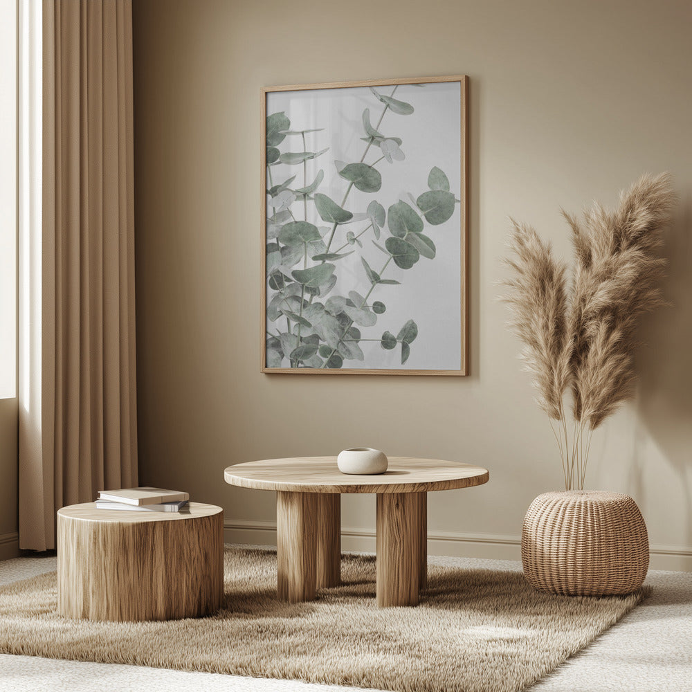 Eucalyptus_003 | Poster