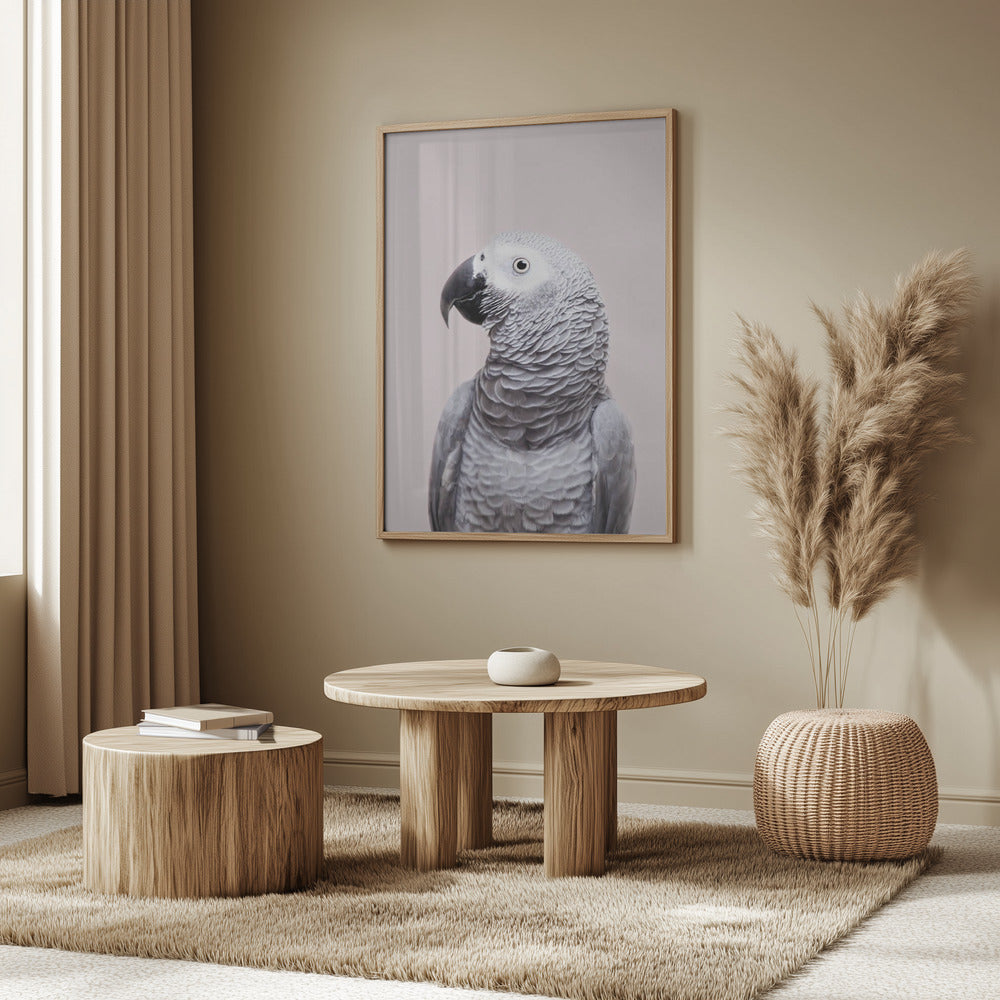 Afrikanisches Grau | Poster - Kunstdruck