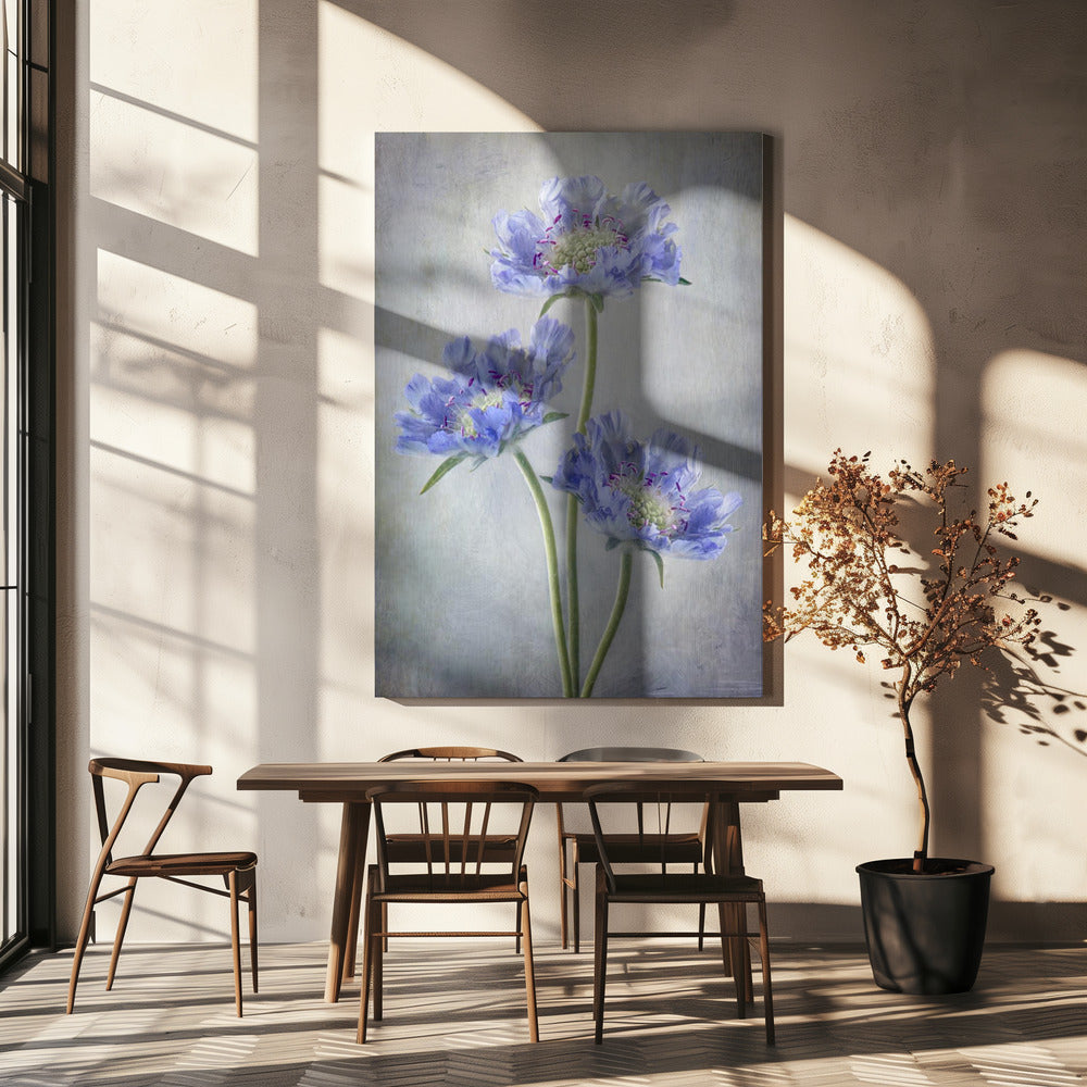 Scabiosa | Canvas