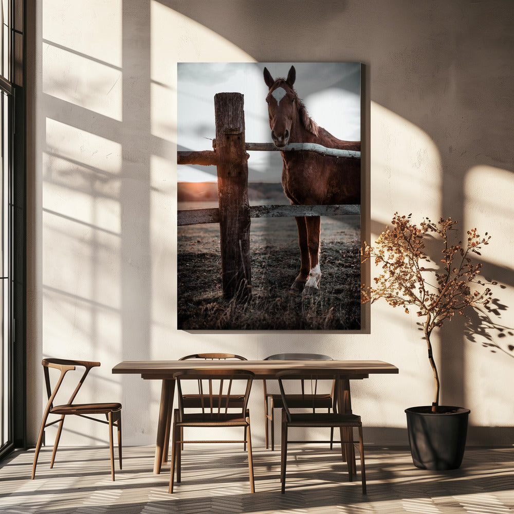 Hästfarm i Skároš, Slovakien | Duk