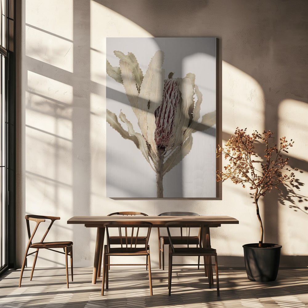 Banksia | Lærredsbilleder