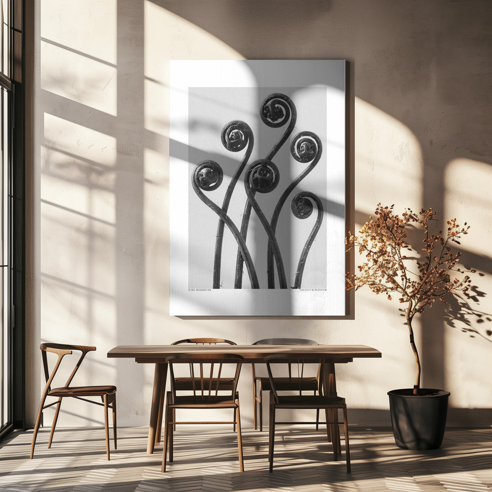 Adiantum pedatum | Canvas