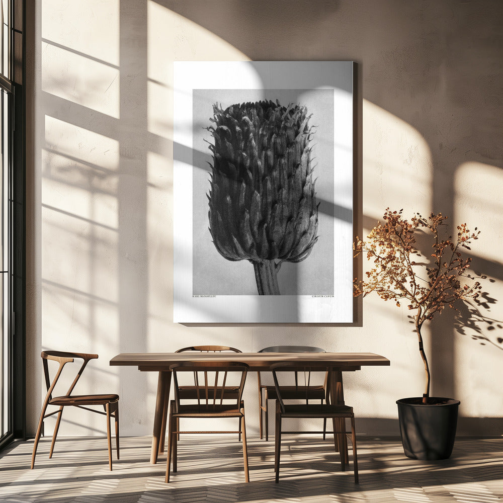 Cirsium Canum (Tistel) | Canvas