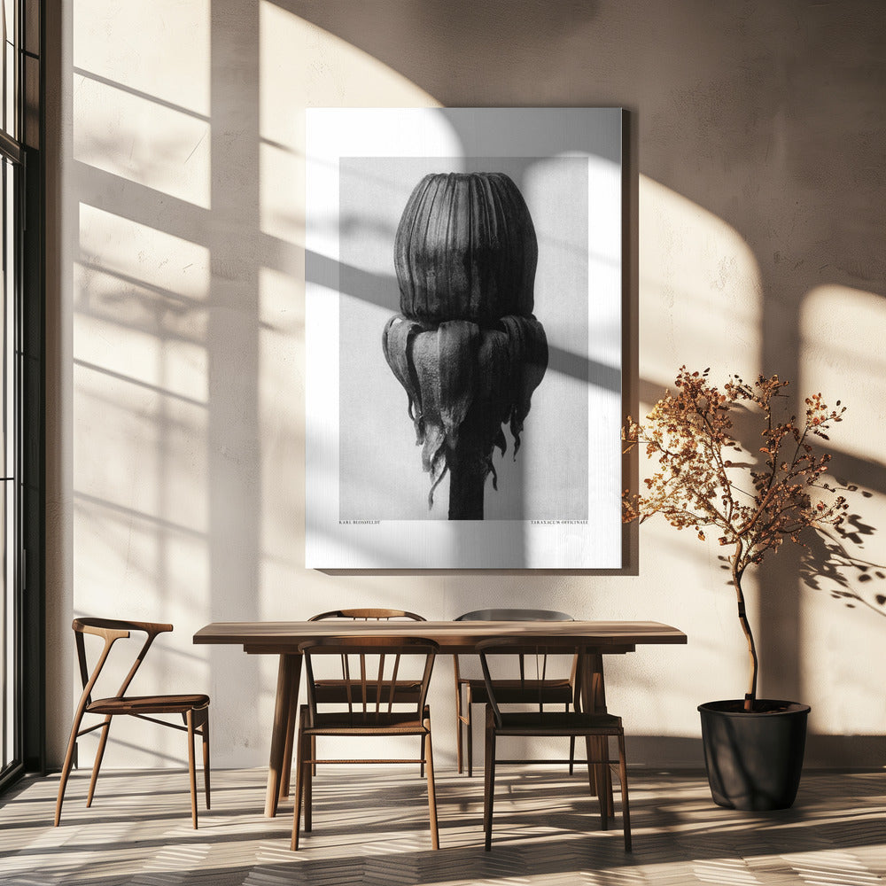 Taraxacum Officinale | Canvas