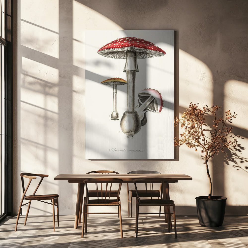 Amanita Muscaria Illustration. Medicinsk botanik 1836 | Canvas