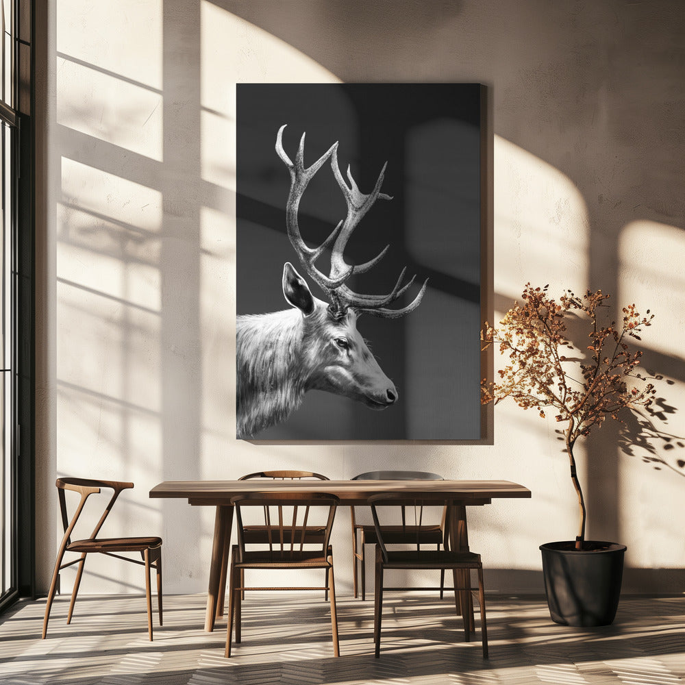 Renar | Canvas