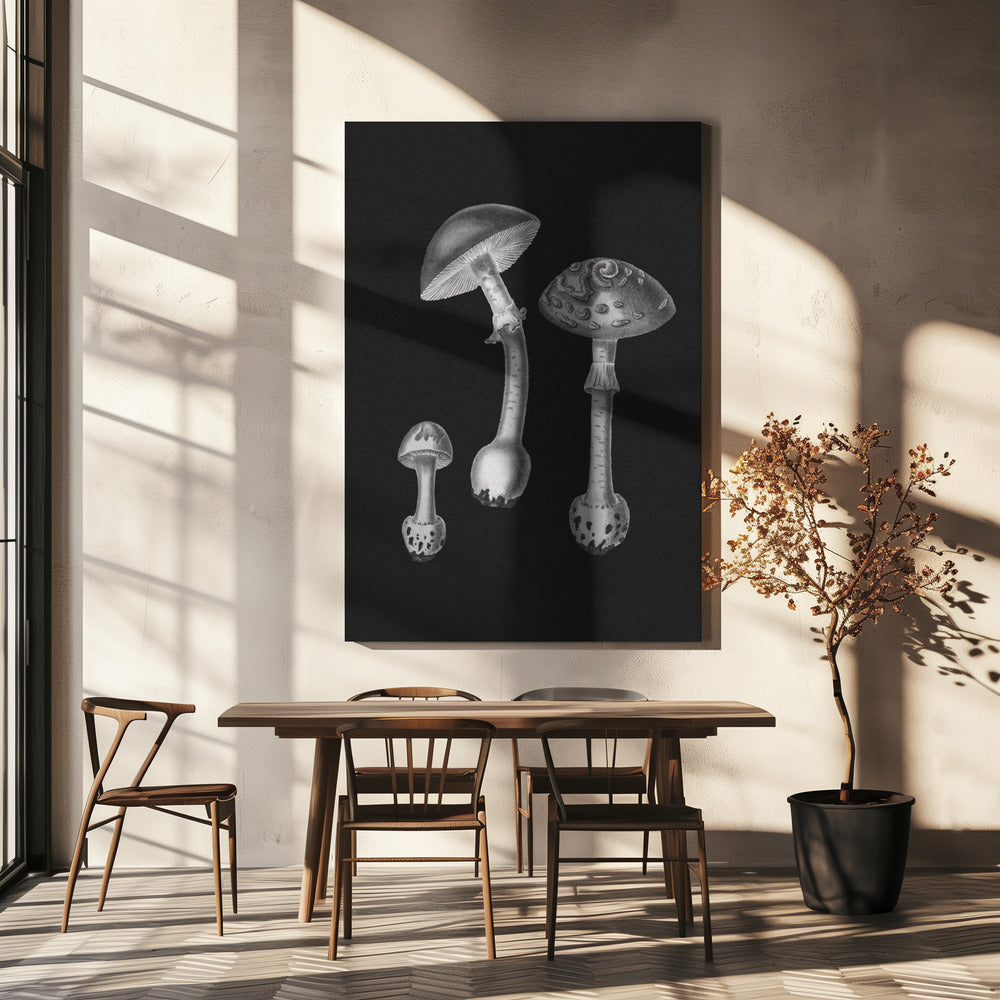 Amanita Muscaria svart bakgrund svartvit | Canvas