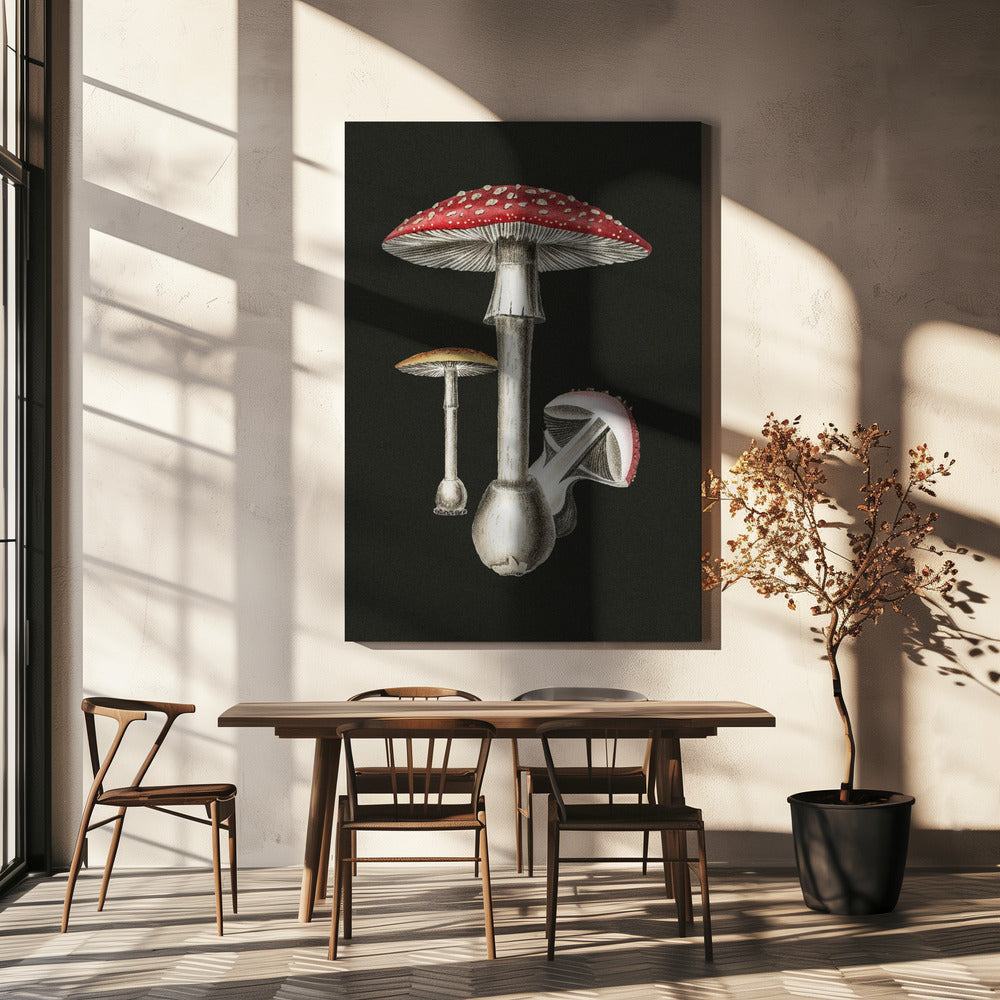 Amanita Muscaria mörk bakgrund | Duk