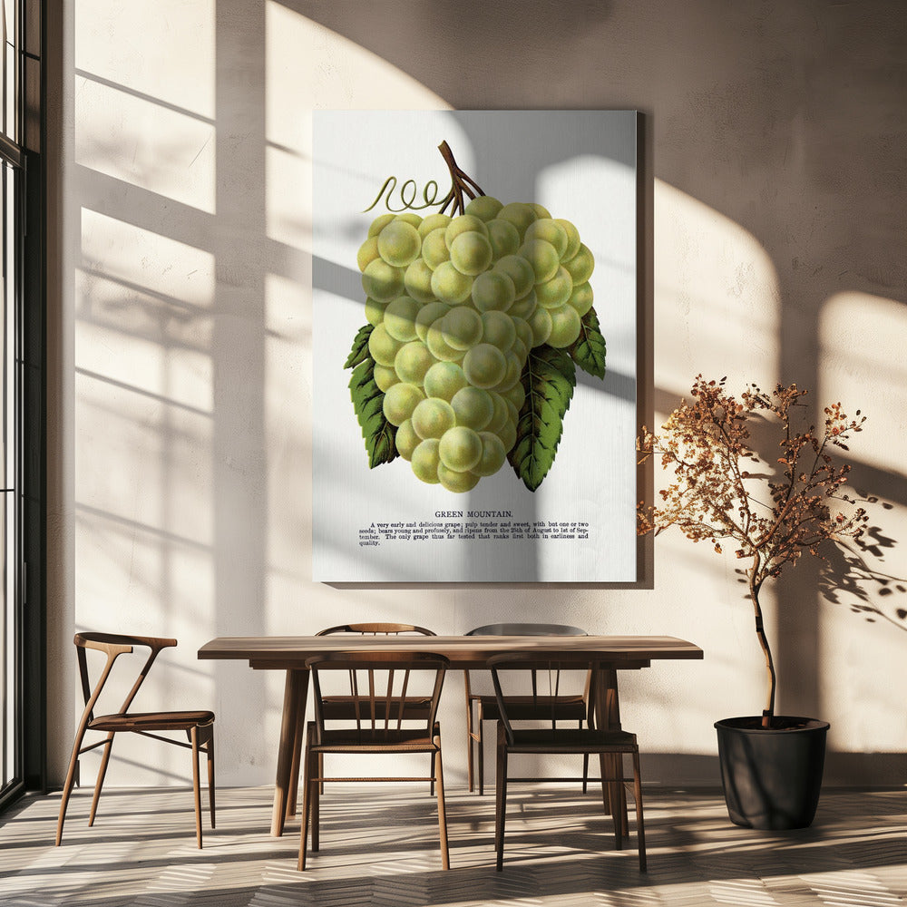 Litografi av Green Mountain Grape | Duk