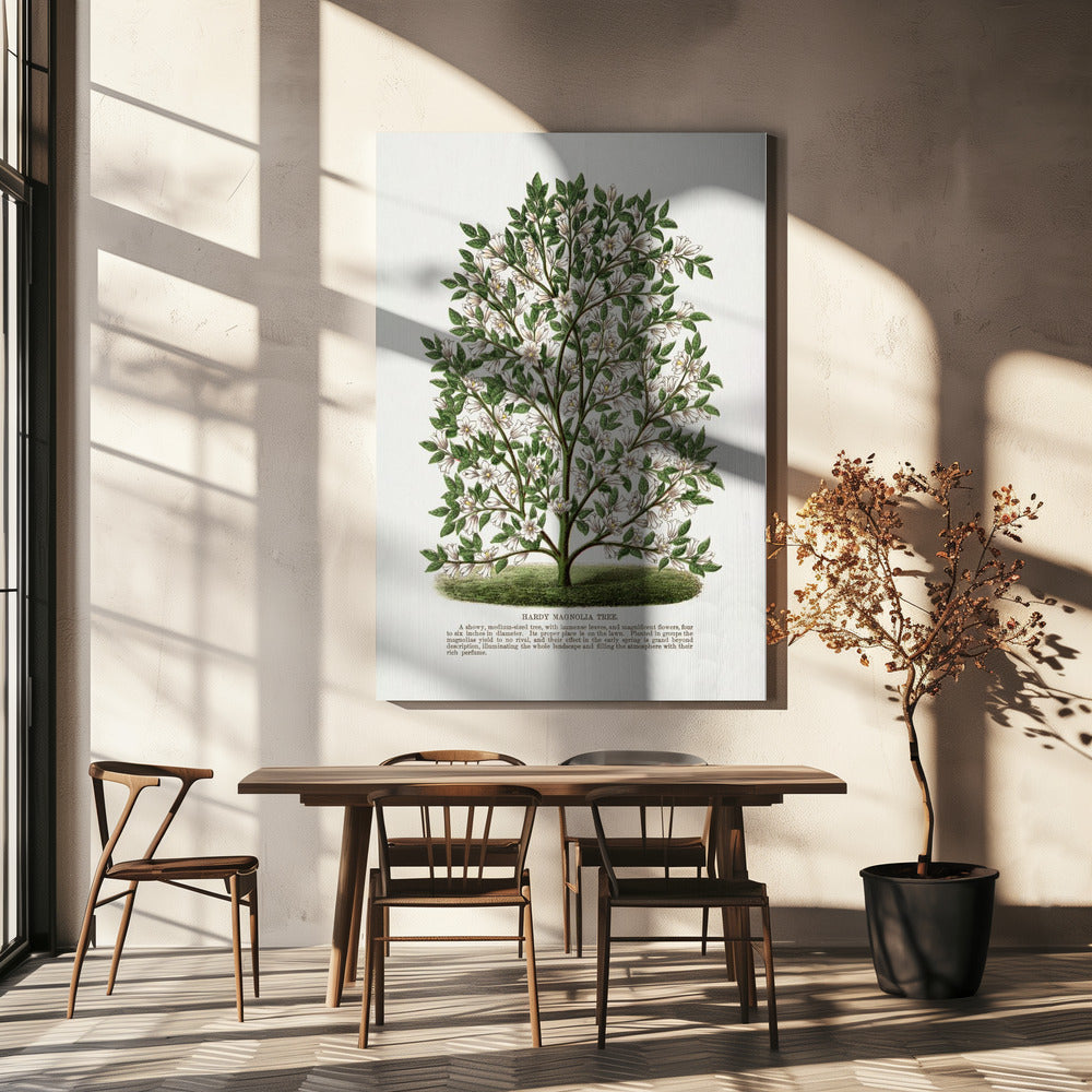 Litografi av härdigt magnoliaträd | Canvas