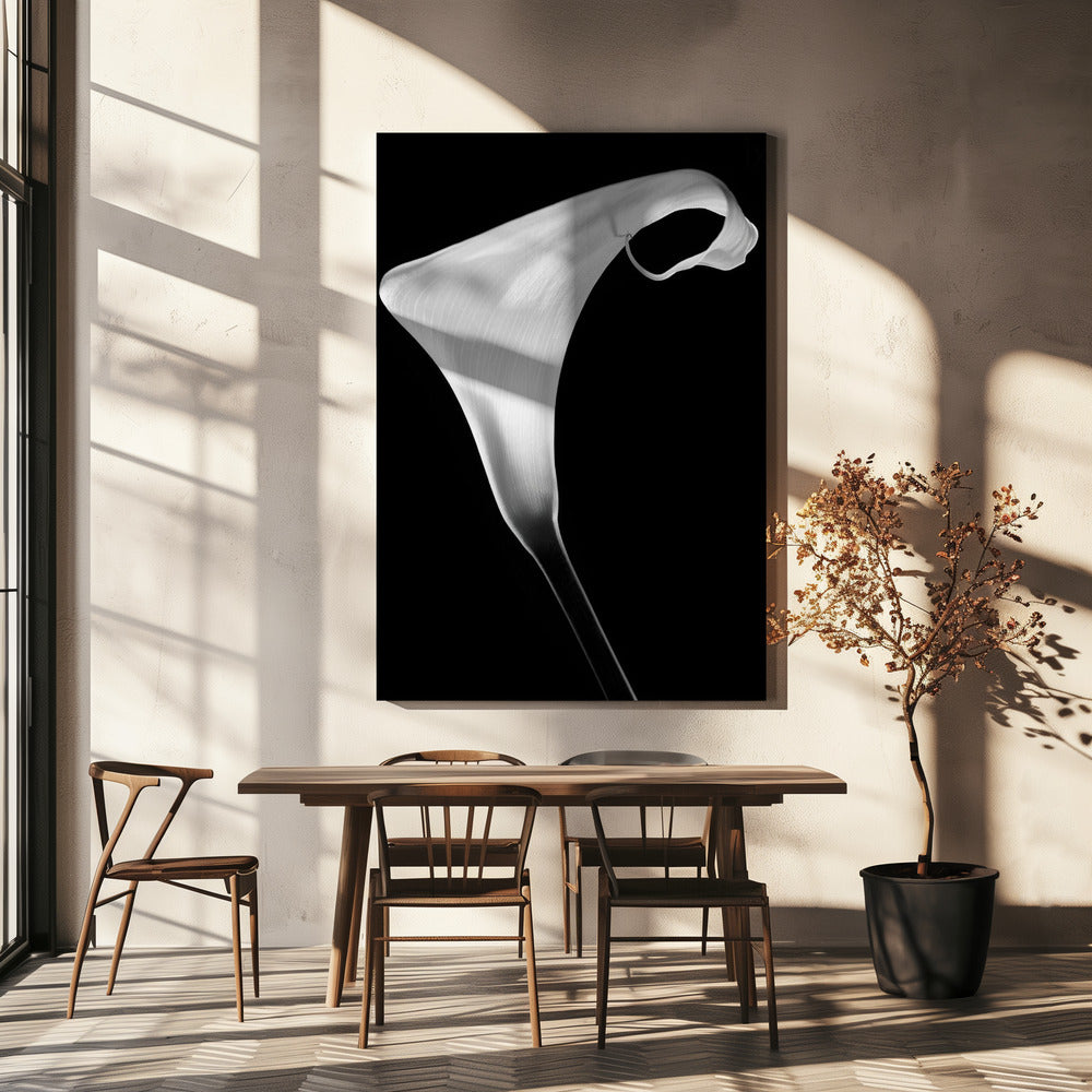 Calla | Tableaux sur Toile