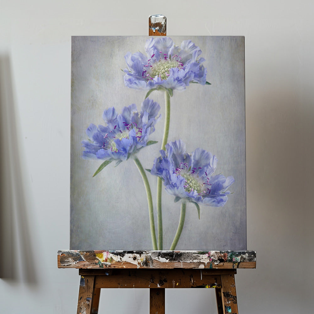 Scabiosa | Lærredsbilleder