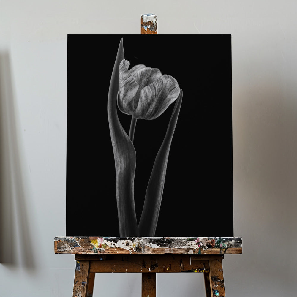 Rembrandt tulip | Canvas