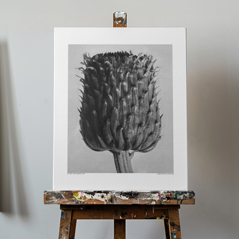 Cirsium Canum (Thistle) | Canvas