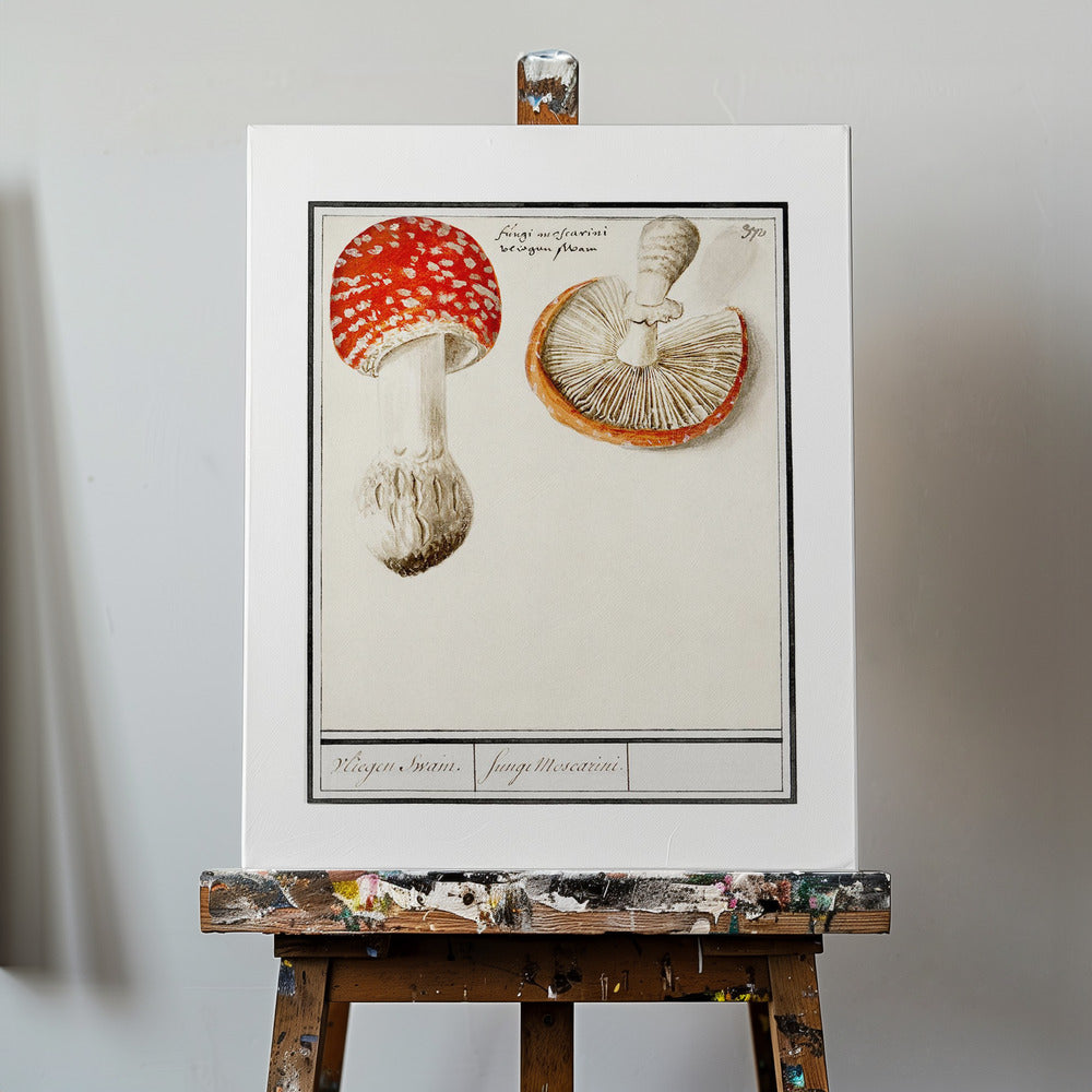 Flugsvamp, Amanita Muscaria | Duk