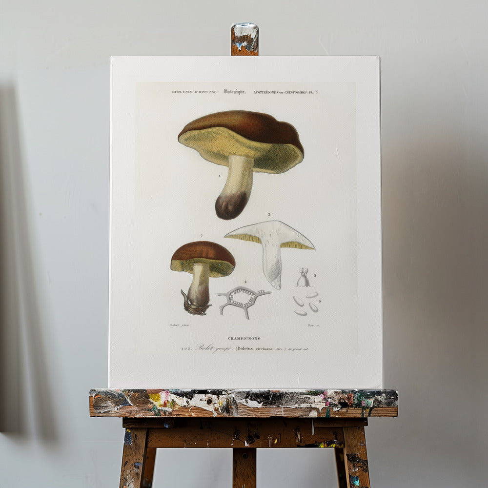 Svamp (boletus Circinans) | Duk