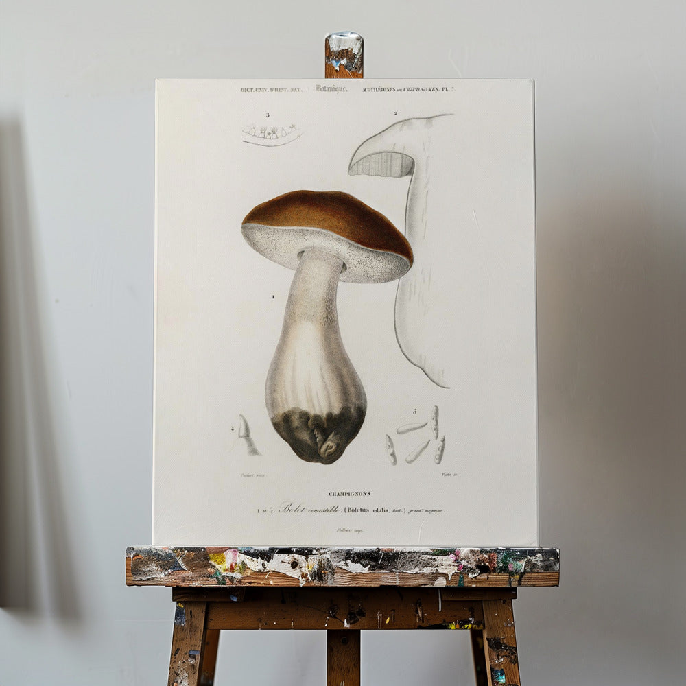 Penny Bun (boletus Edulis) | Duk