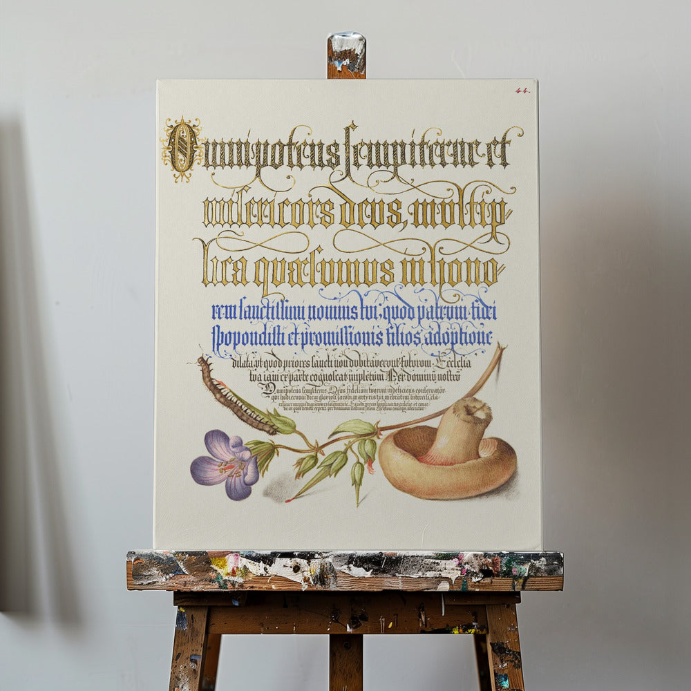 Svampposter | Canvas