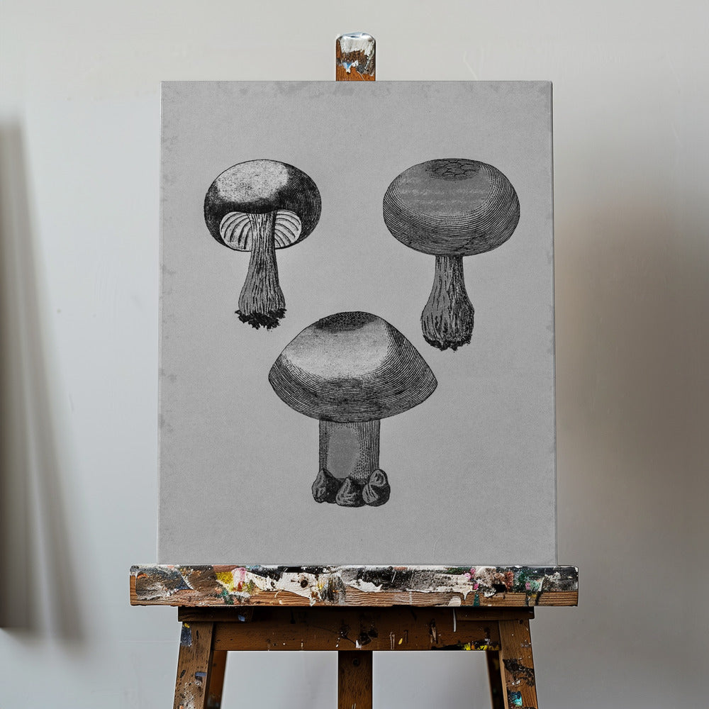 Violett Webcap-svamp | Canvas