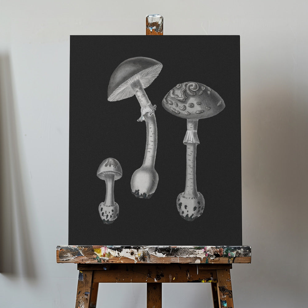 Amanita Muscaria Black Backgound BW | Duk