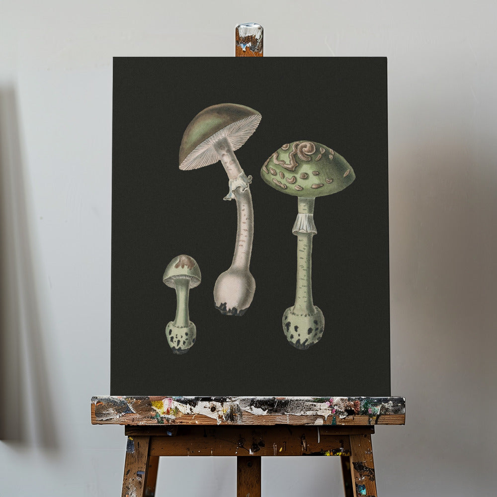 Amanita Muscaria mörk bakgrund | Duk
