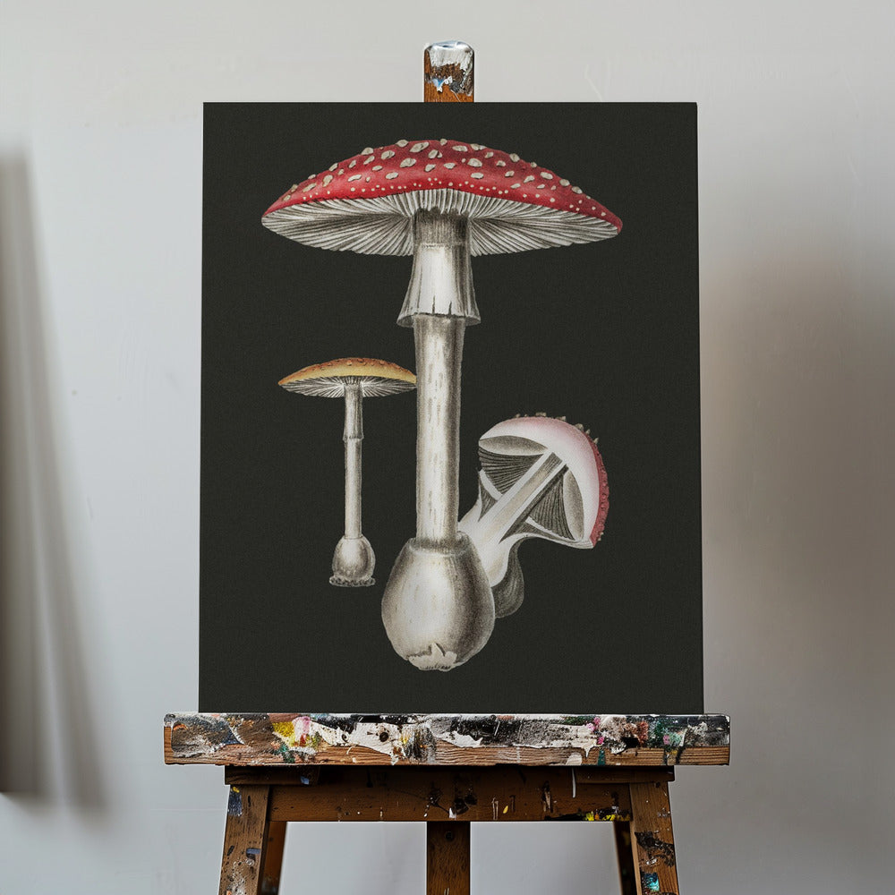 Amanita Muscaria mörk bakgrund | Duk