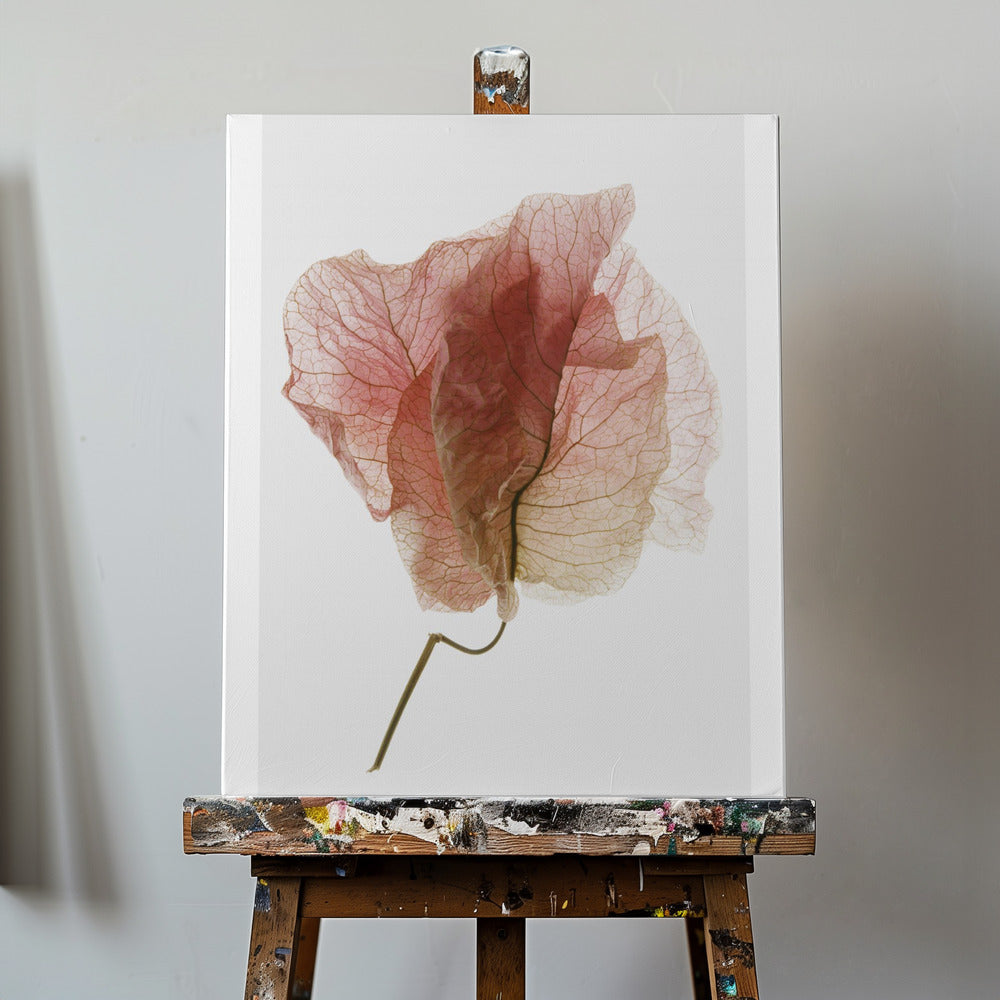 Bougainvillea-Studie Nr. 4 | Leinwand-Bilder