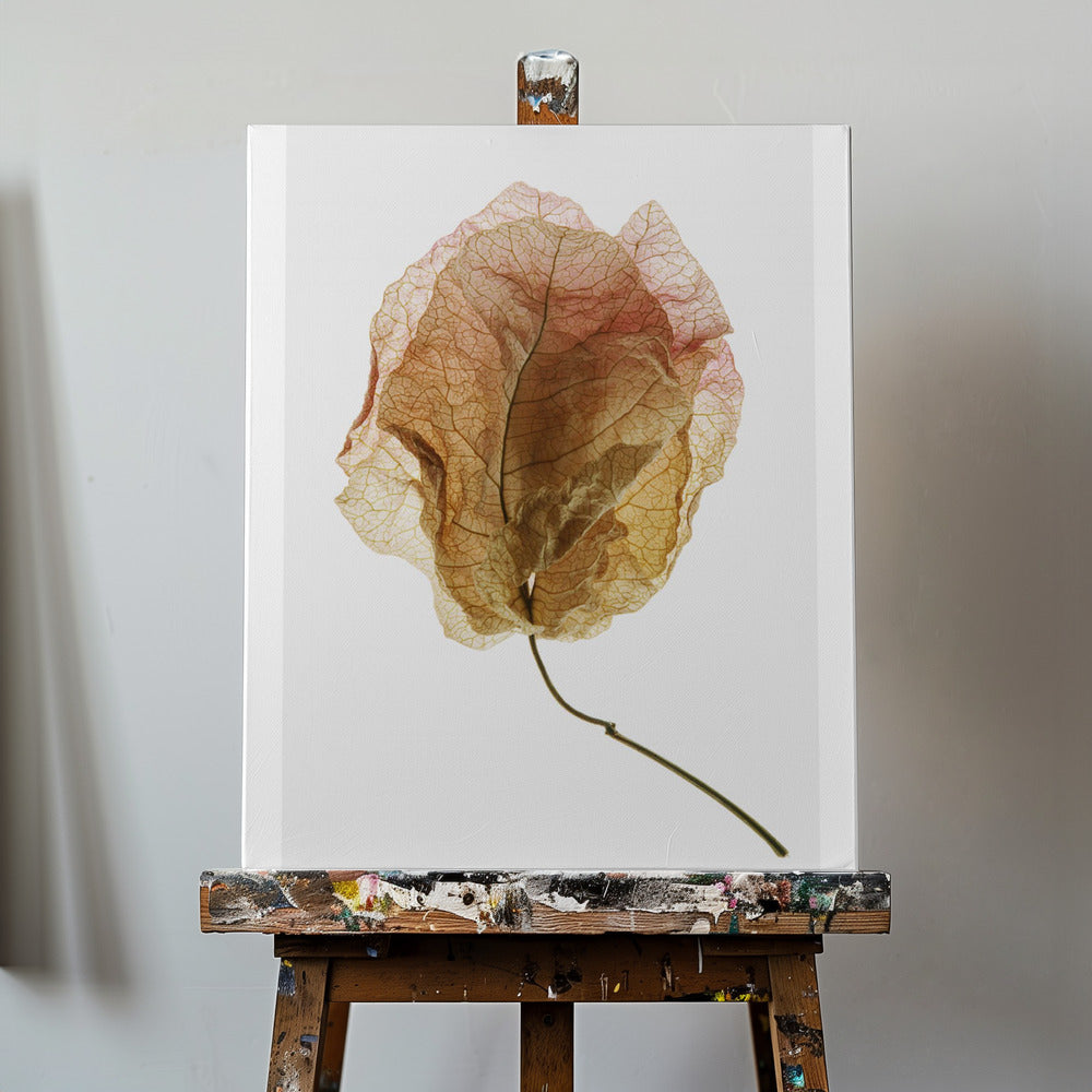 Bougainvillea-tutkimus nro 6 | Canvastaulut